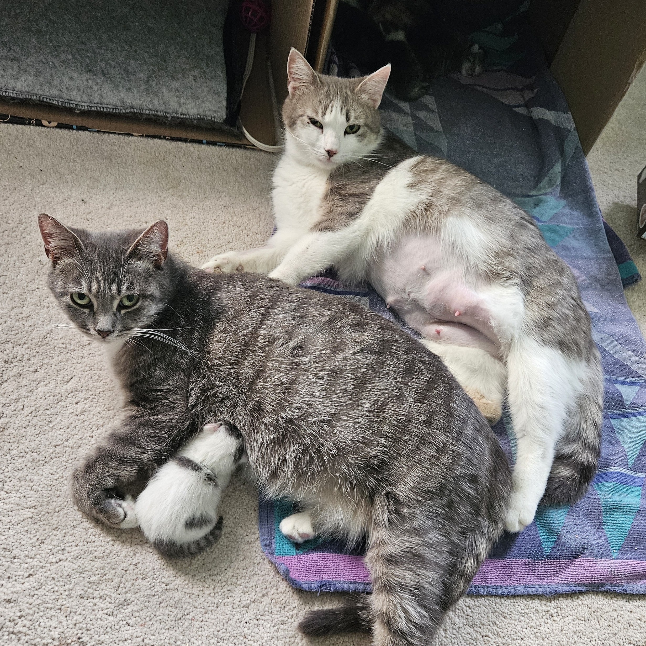 Aunt Mae, a Adoptable Domestic Short Hair in Richmond, VA image 1/5