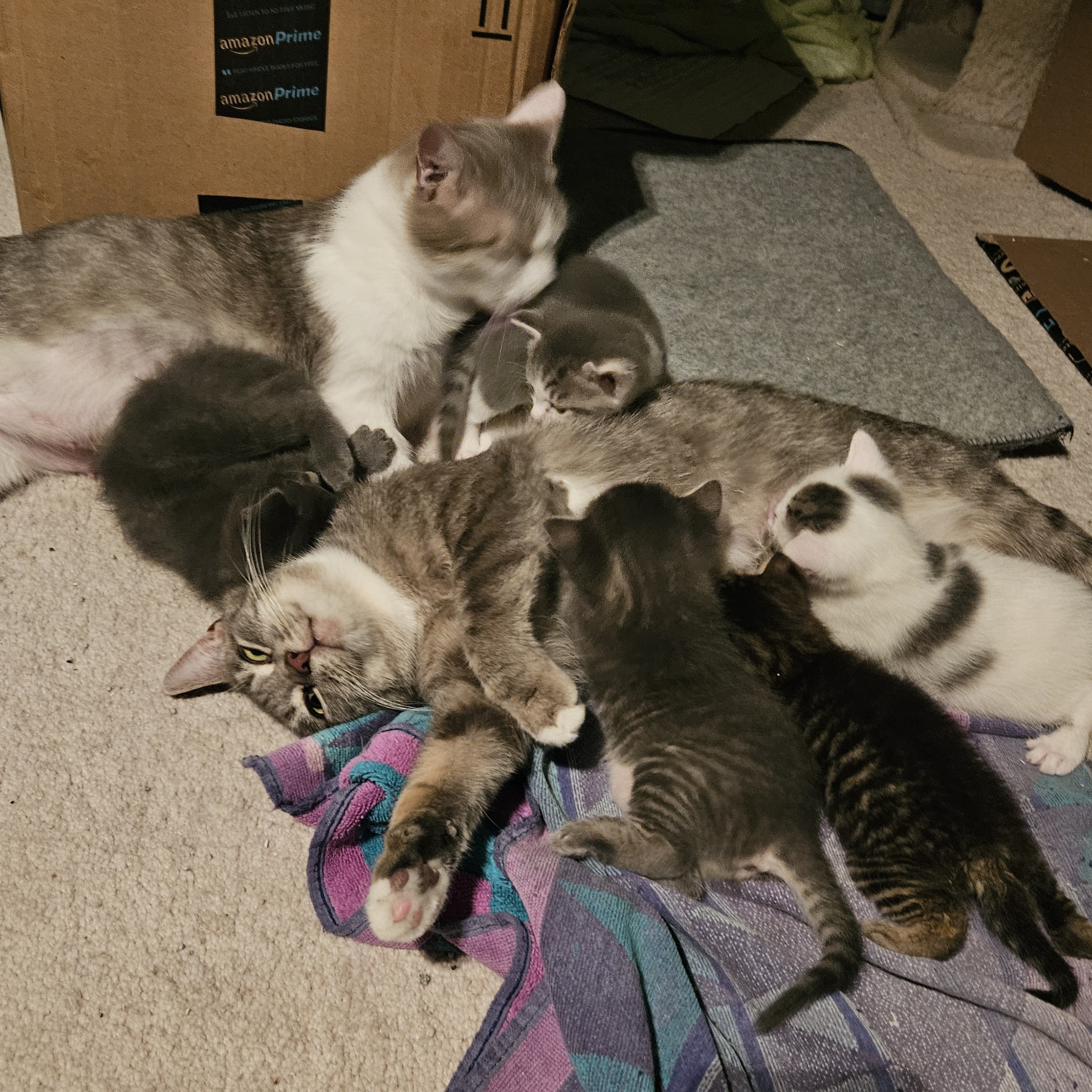 Aunt Mae, a Adoptable Domestic Short Hair in Richmond, VA image 4/5