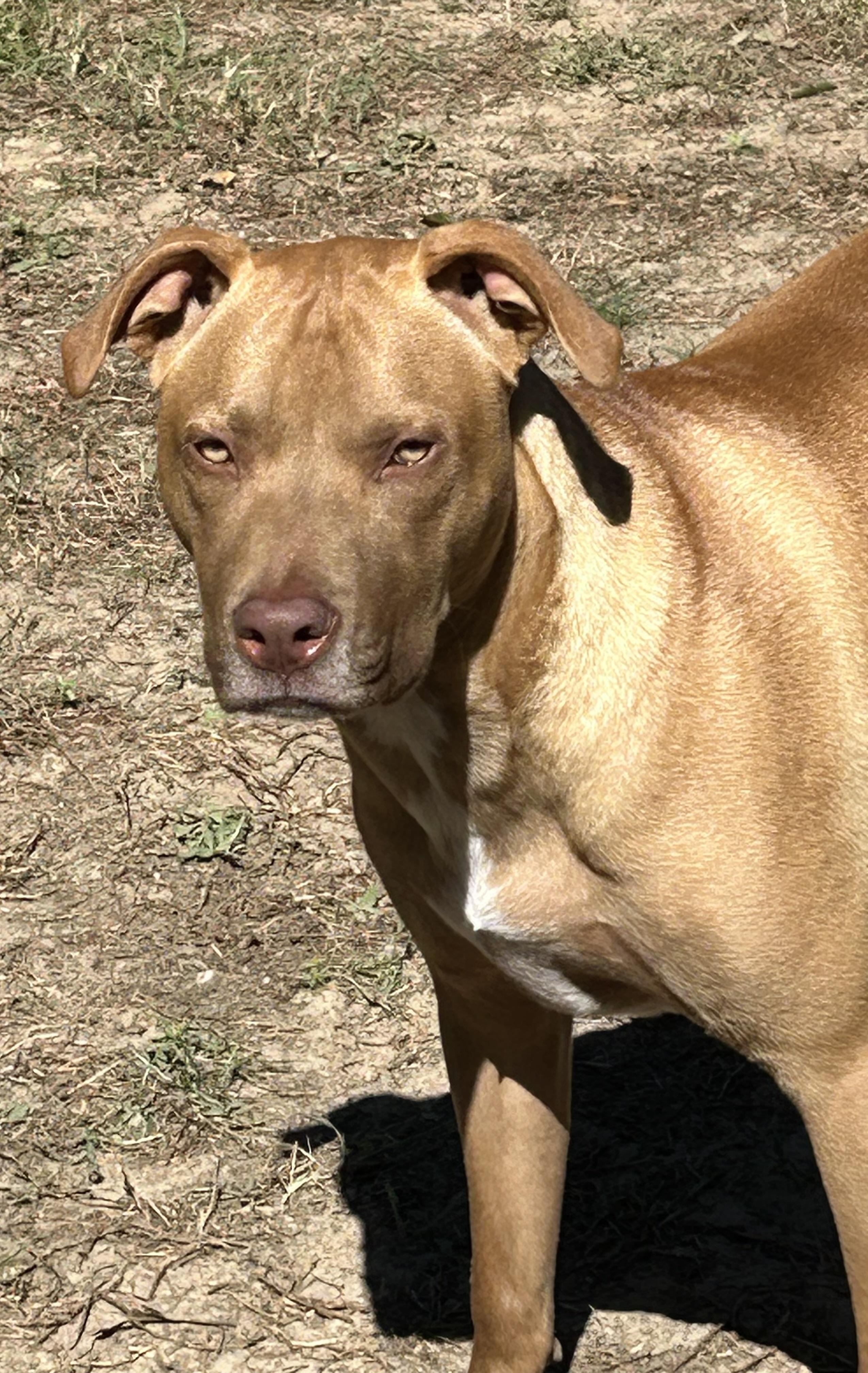 Tank, a Adoptable mixed breed in Mobile, AL image 3/3