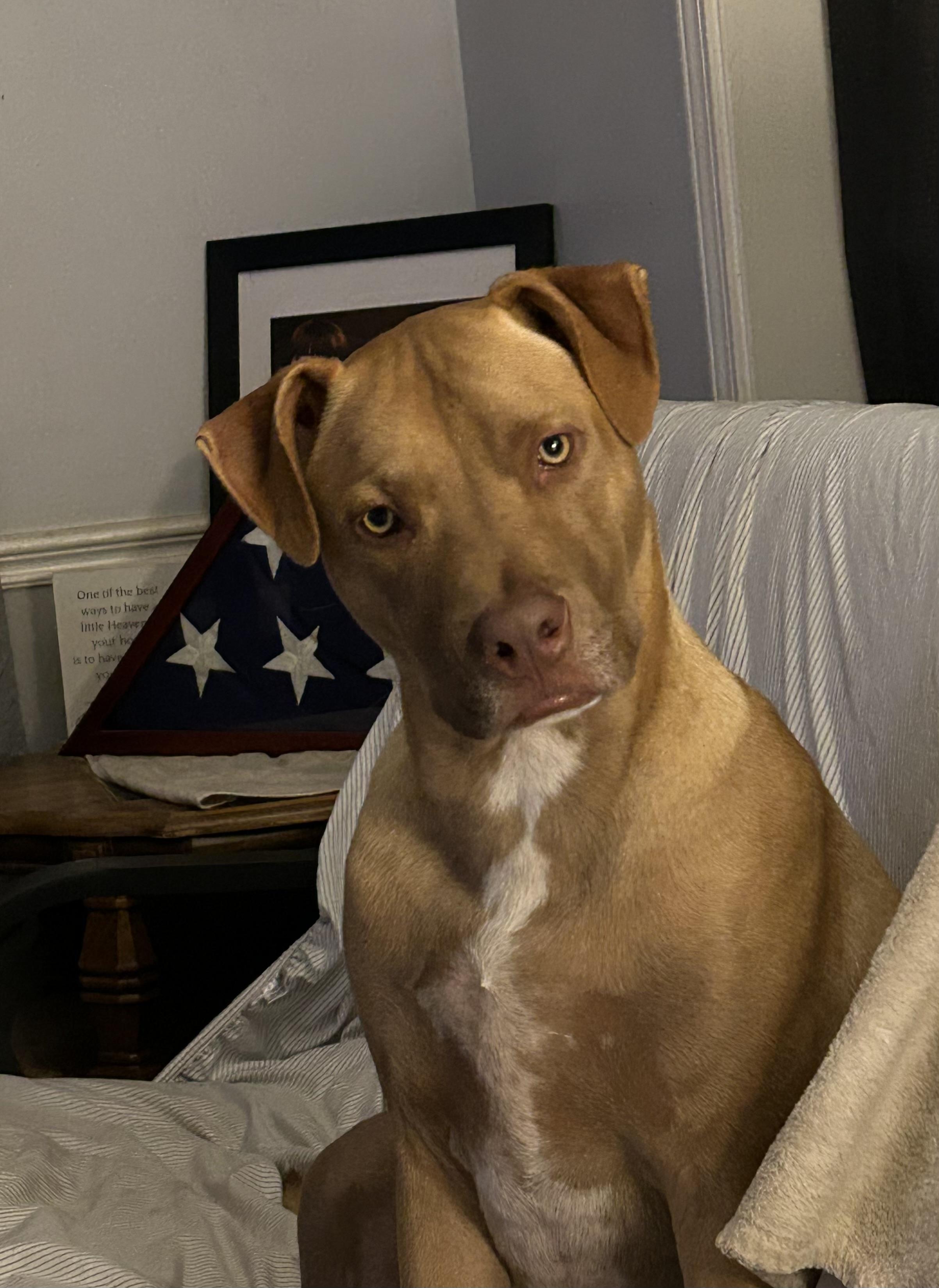 Tank, a Adoptable mixed breed in Mobile, AL image 1/3