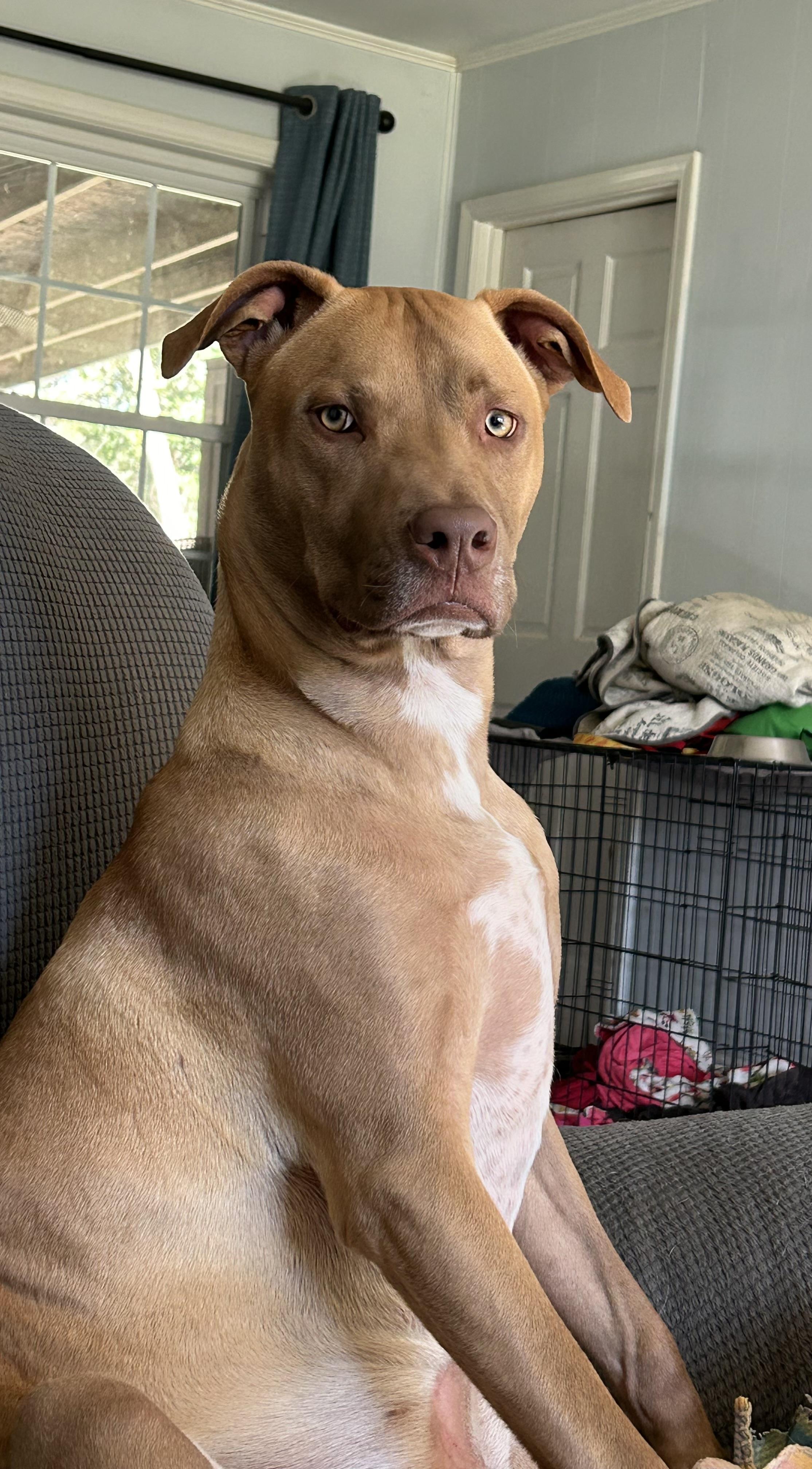 Tank, a Adoptable mixed breed in Mobile, AL image 2/3