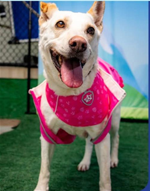 ALLY, Adoptable, Adult Female Labrador Retriever & German Shepherd Dog.