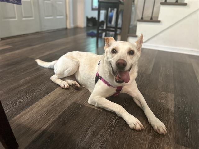 Enlarge ALLY, a Adoptable mixed breed in Indianapolis, IN image 1/1