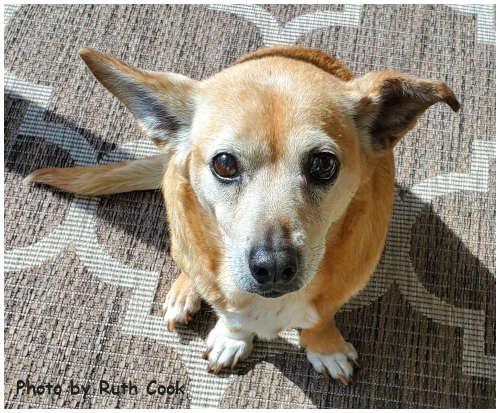 Trixie, Adoptable, Senior Female Terrier.