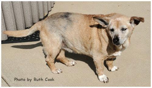 Enlarge Trixie, a Adoptable Terrier in Oak Ridge, TN image 2/3