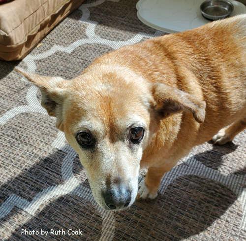 Enlarge Trixie, a Adoptable Terrier in Oak Ridge, TN image 3/3