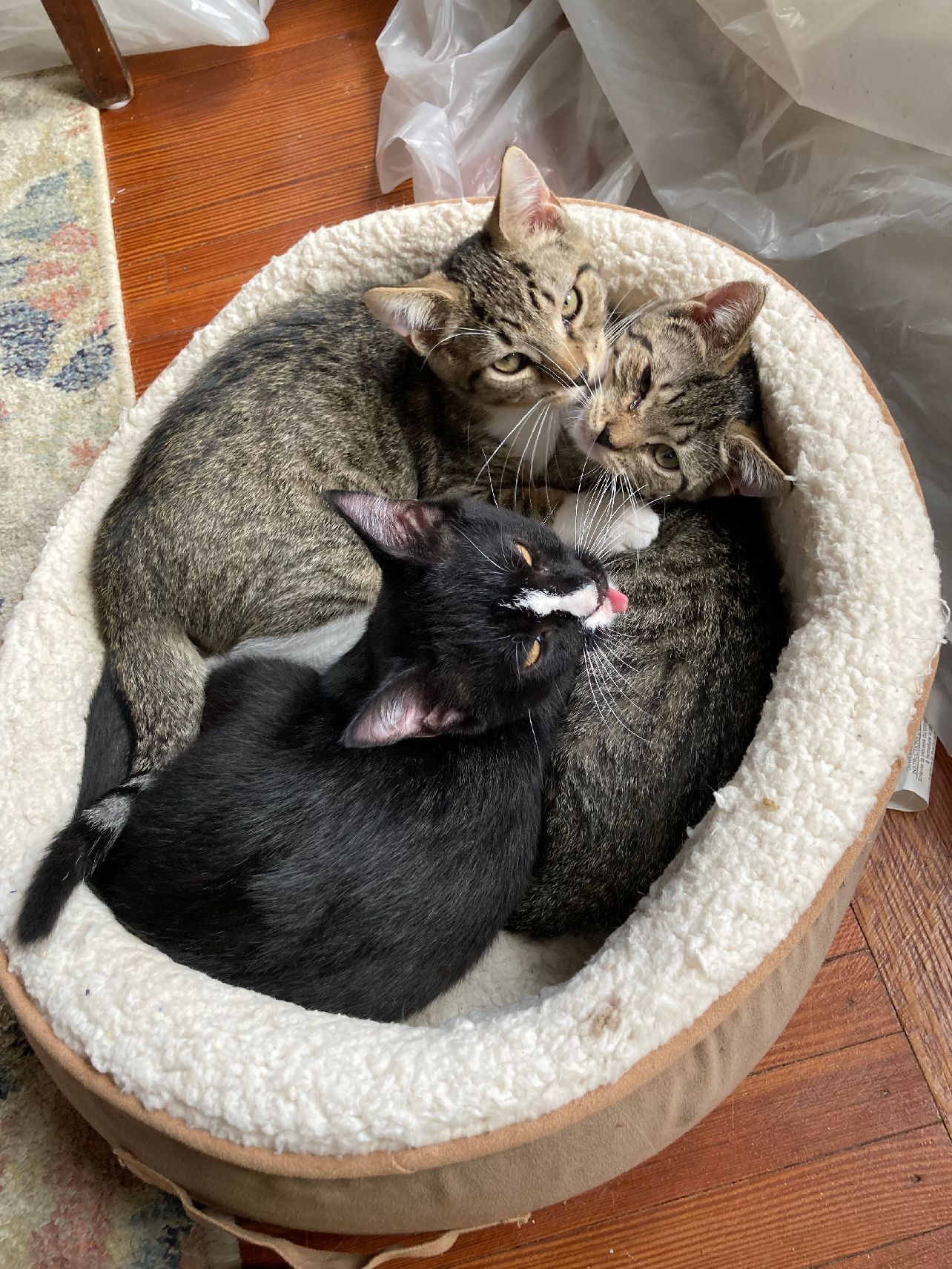 Enlarge Riley, Ryan & Remy, a Adoptable mixed breed in Hasbrouck Heights, NJ image 1/12