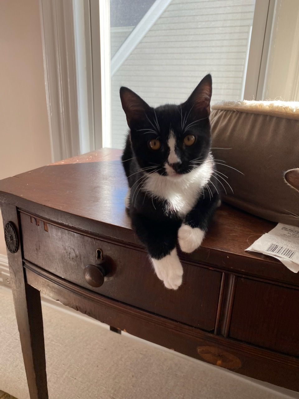 Enlarge Riley, Ryan & Remy, a Adoptable mixed breed in Hasbrouck Heights, NJ image 2/12