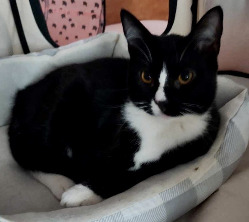 Enlarge Riley, Ryan & Remy, a Adoptable mixed breed in Hasbrouck Heights, NJ image 3/12