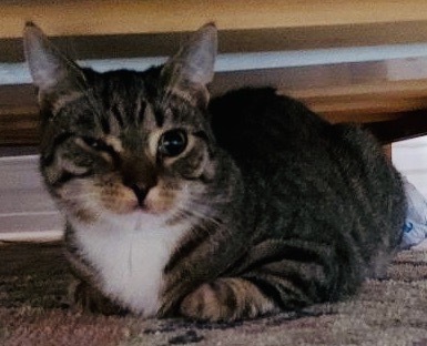 Enlarge Riley, Ryan & Remy, a Adoptable mixed breed in Hasbrouck Heights, NJ image 4/12