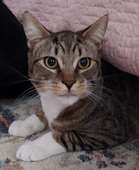 Enlarge Riley, Ryan & Remy, a Adoptable mixed breed in Hasbrouck Heights, NJ image 5/12