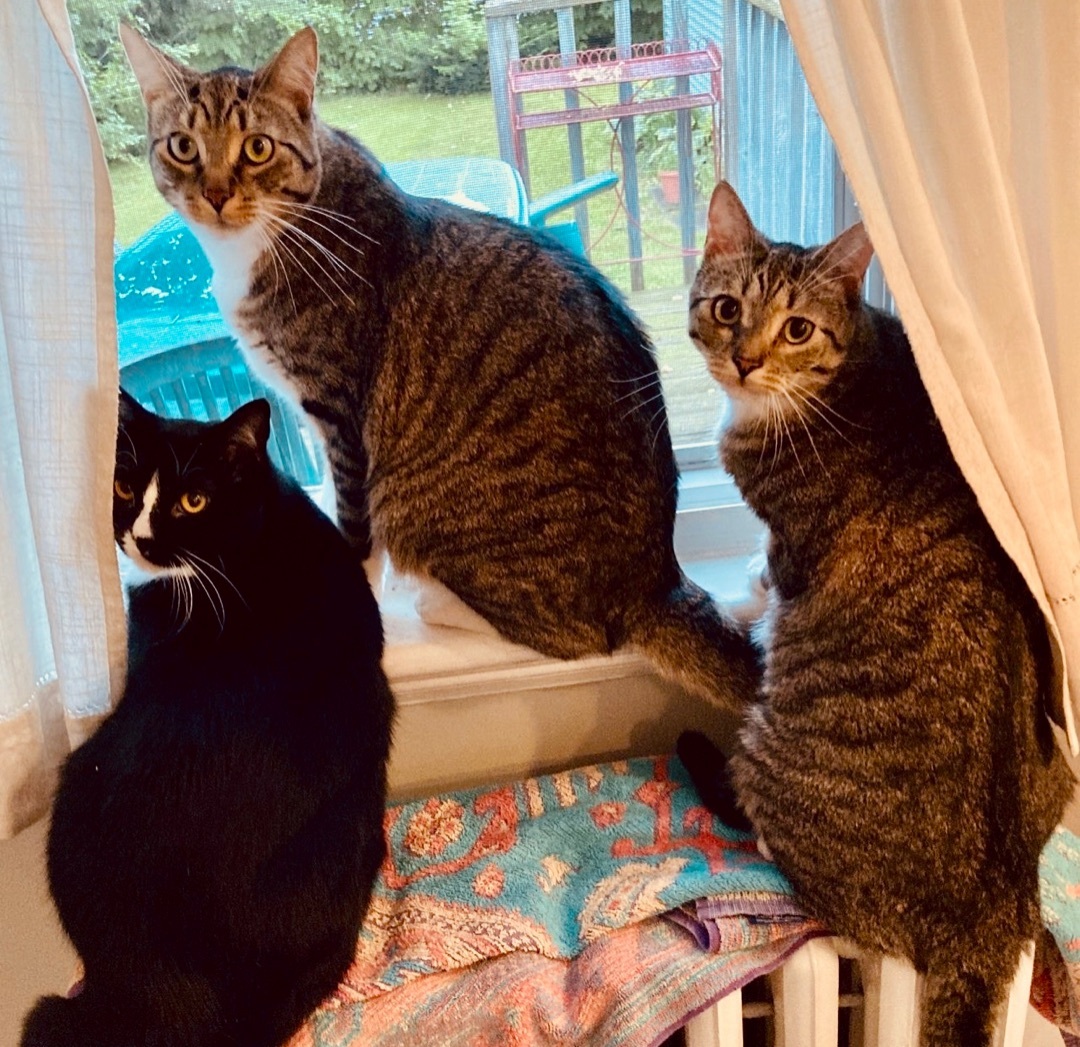 Enlarge Riley, Ryan & Remy, a Adoptable mixed breed in Hasbrouck Heights, NJ image 6/12