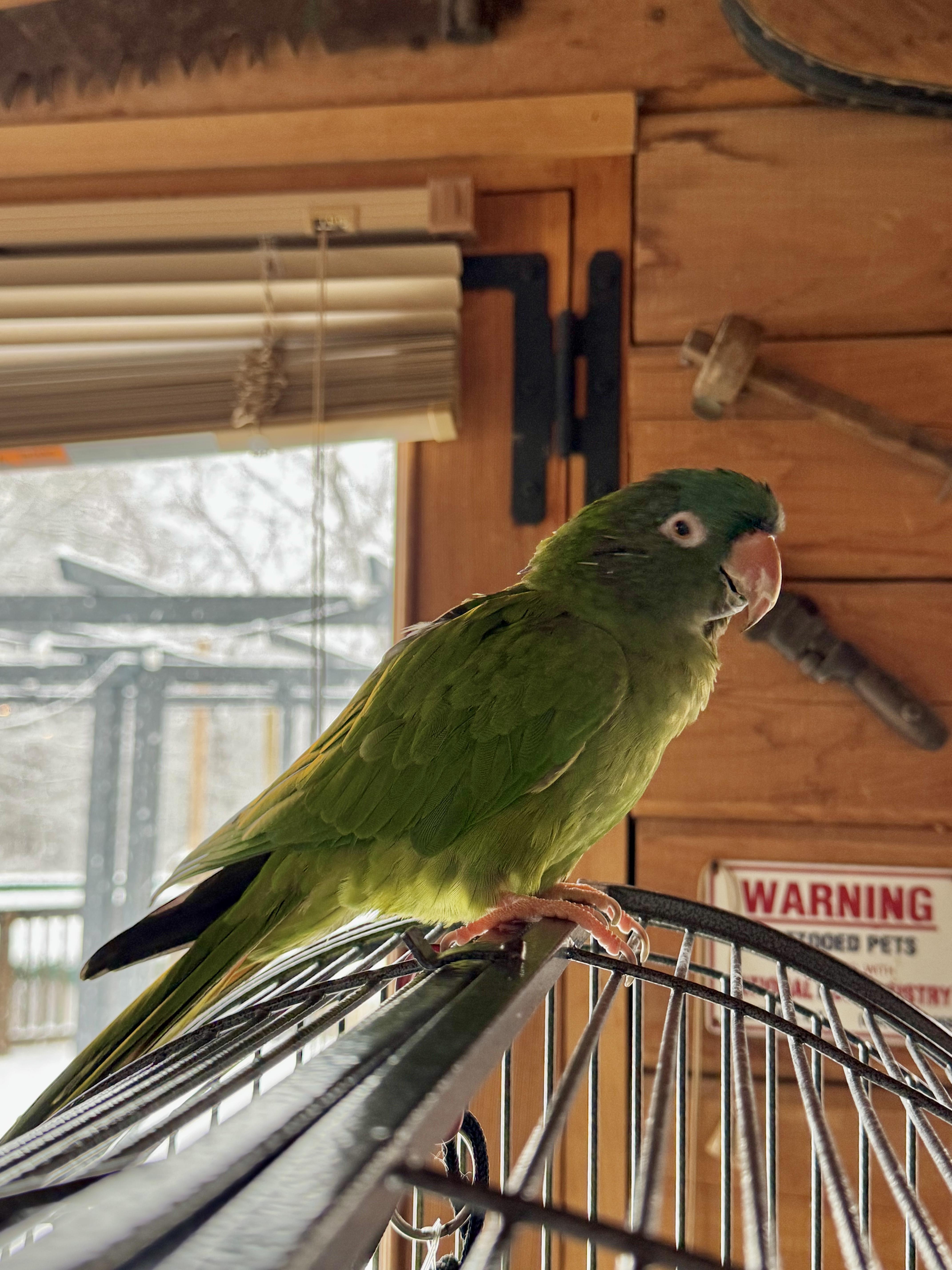 Bloo, ADOPTABLE, Adult Male Conure.