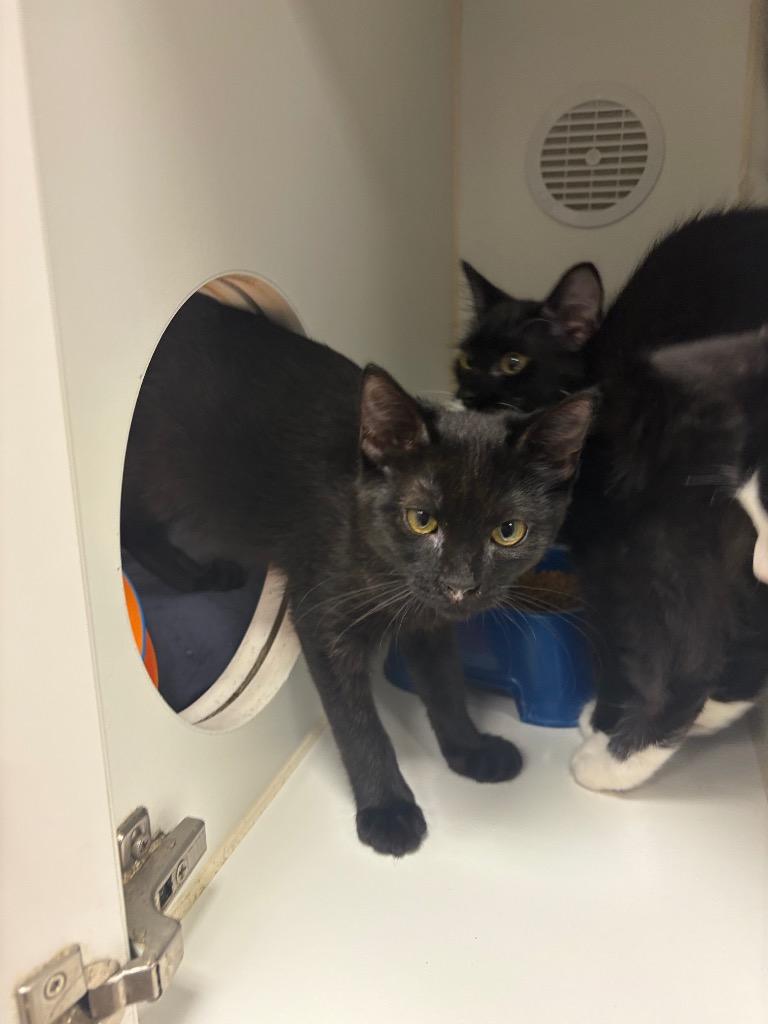 Beau (Kyker Rd), Adoptable, Kitten Male Domestic Short Hair.