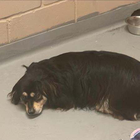 Sombr, Adoptable, Adult Male Mixed Breed.