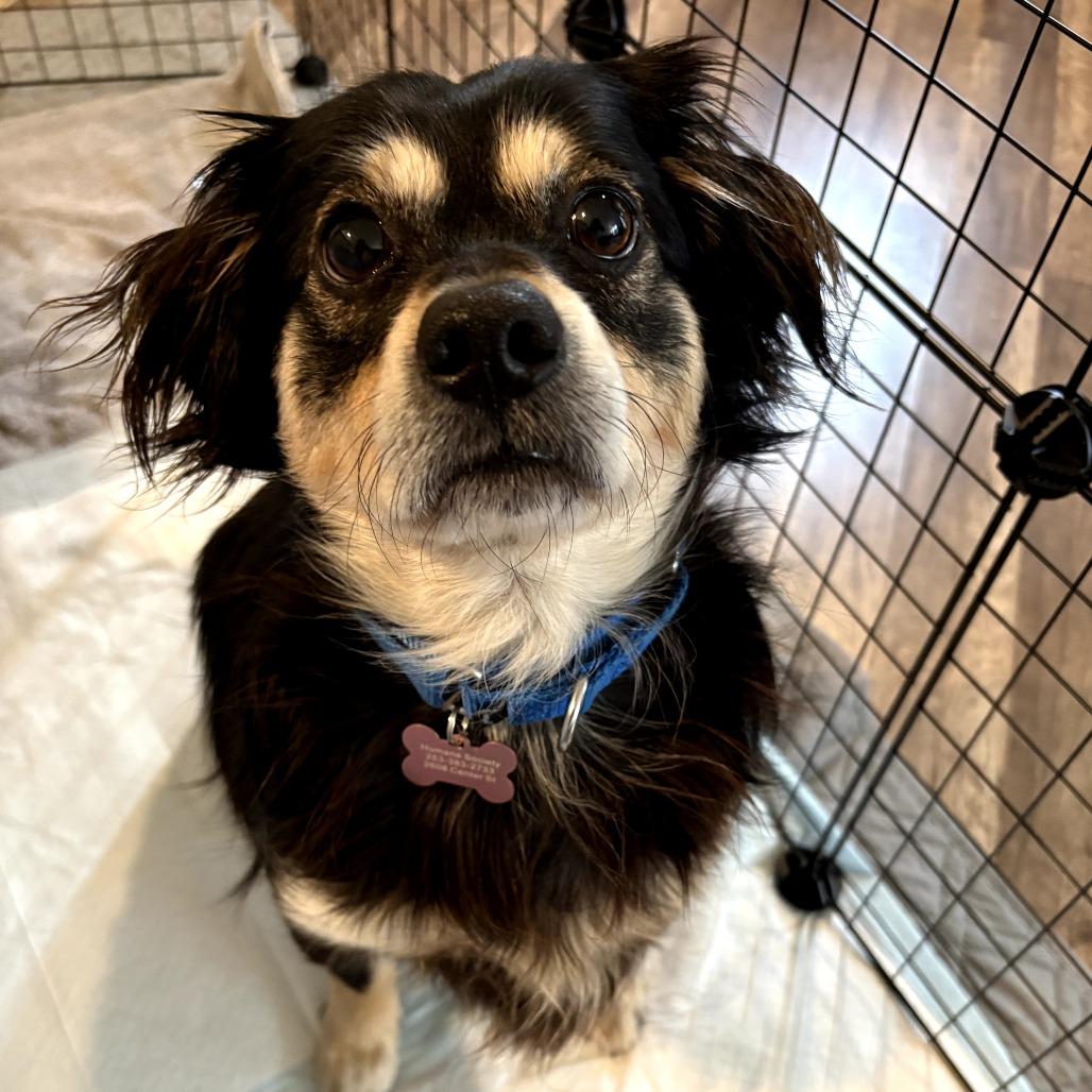 Sombr, a Adoptable Mixed Breed in Redmond, WA image 2/2