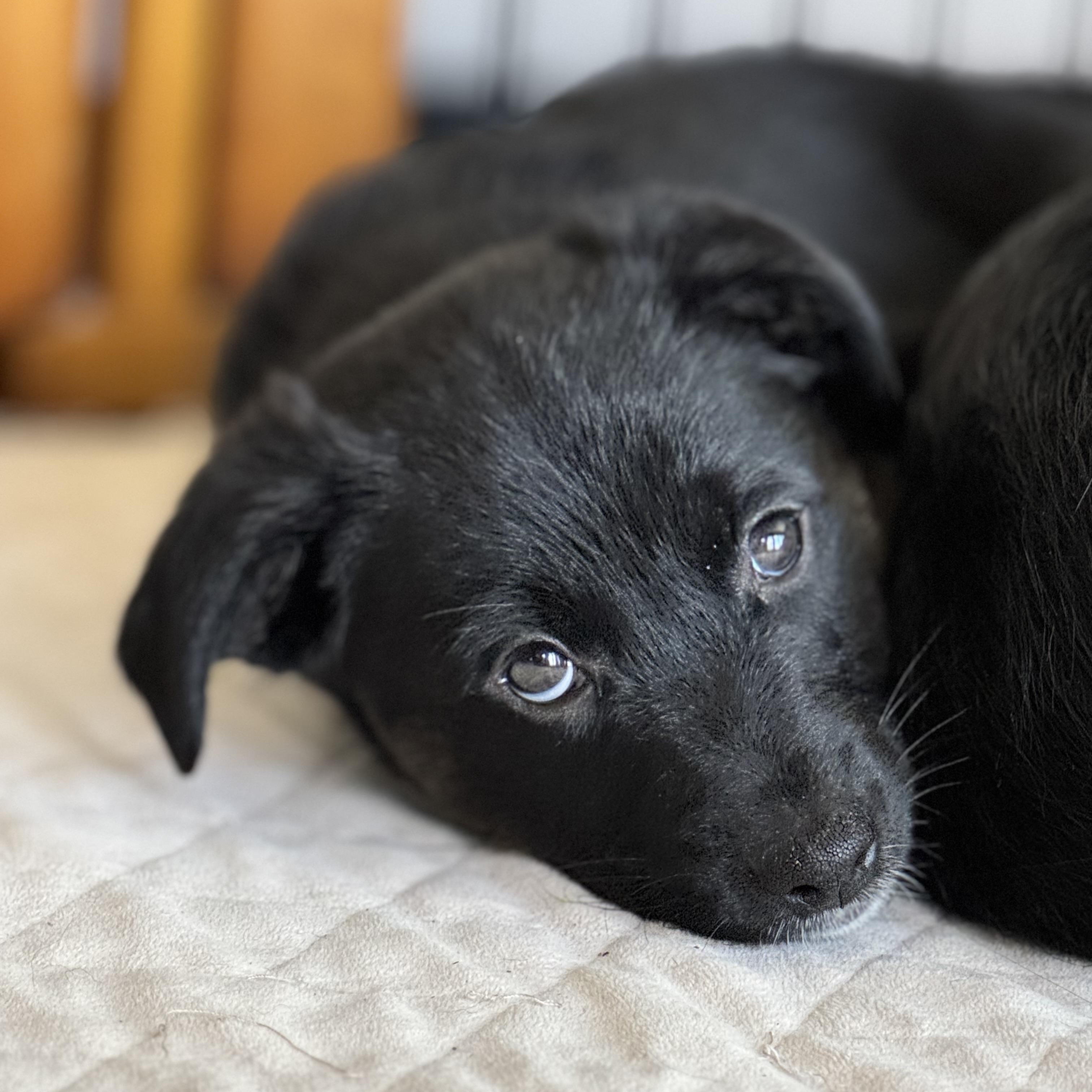 Enlarge Endo, a Adoptable mixed breed in San Diego, CA image 6/6