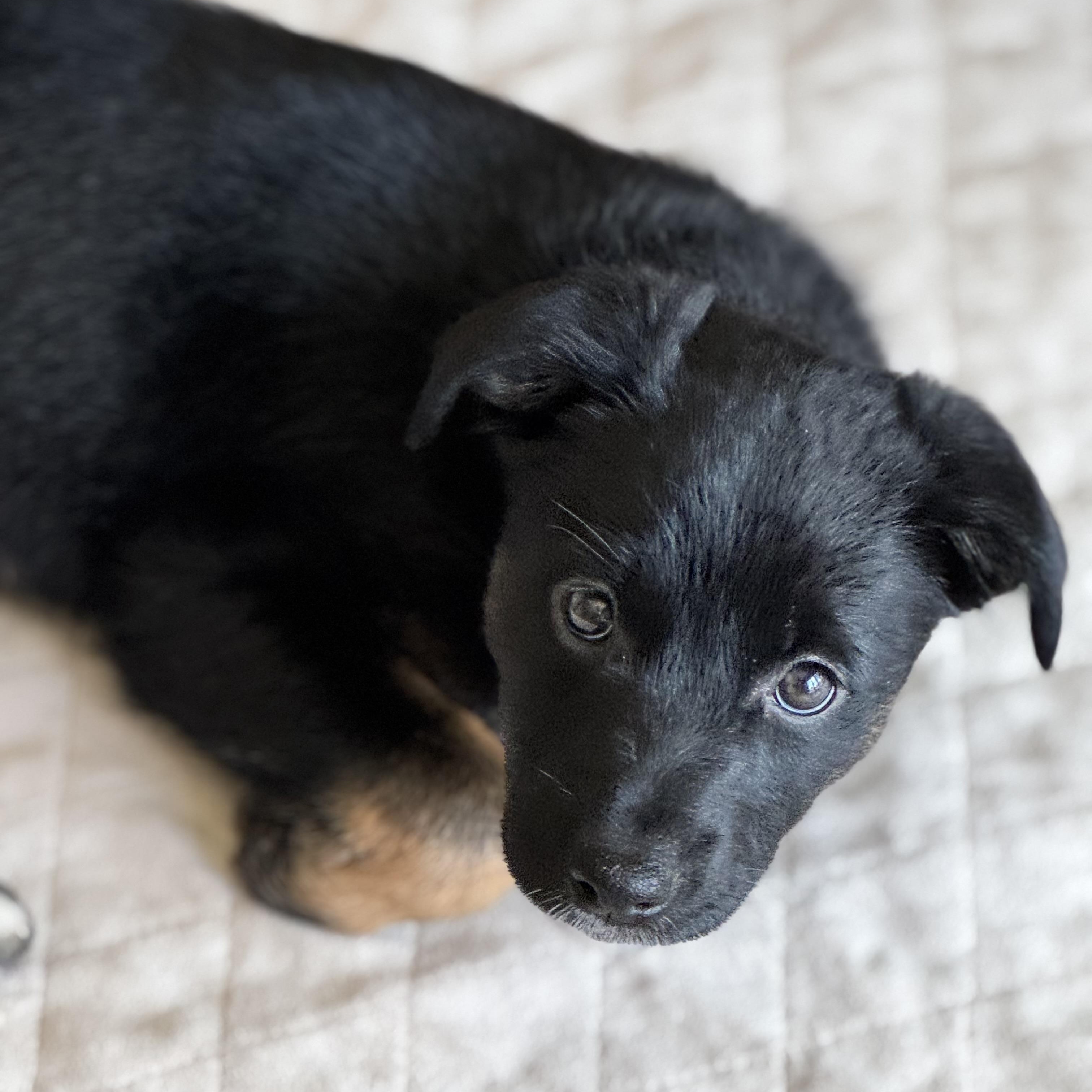 Enlarge Endo, a Adoptable mixed breed in San Diego, CA image 5/6
