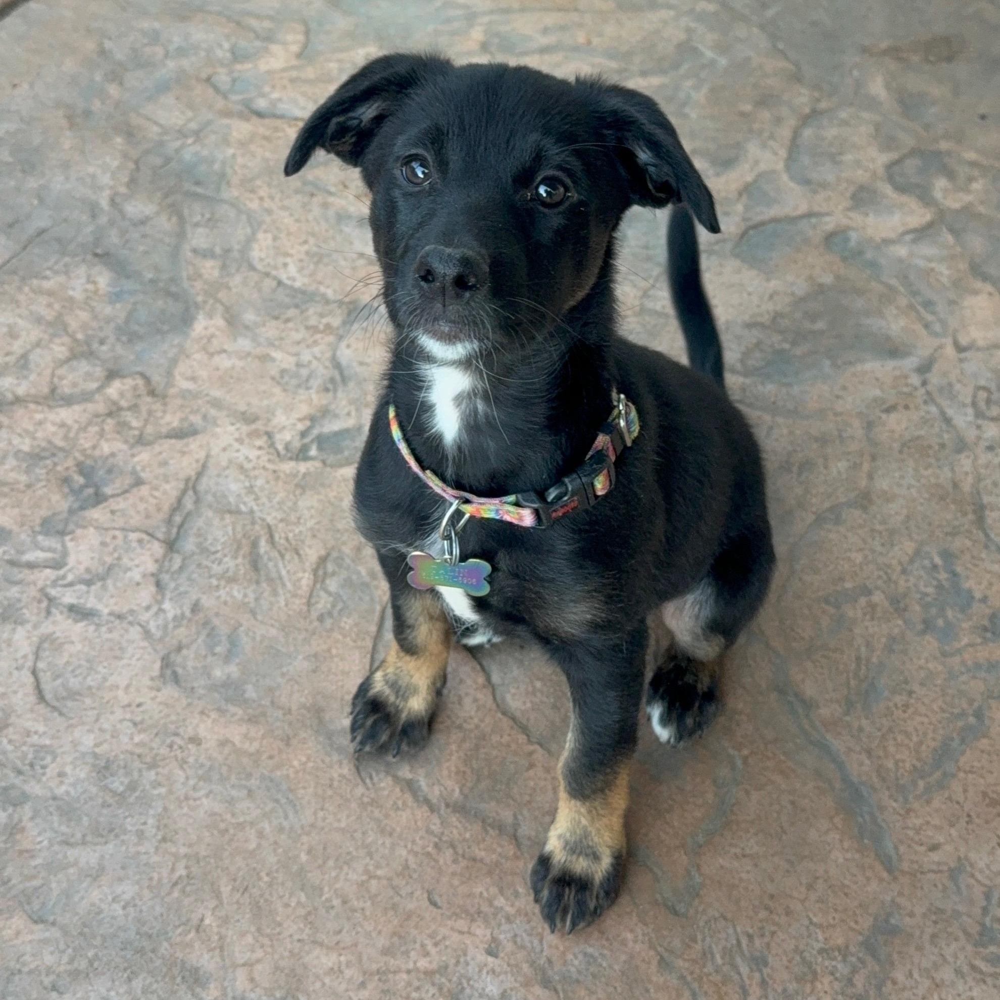 Enlarge Endo, a Adoptable mixed breed in San Diego, CA image 1/6