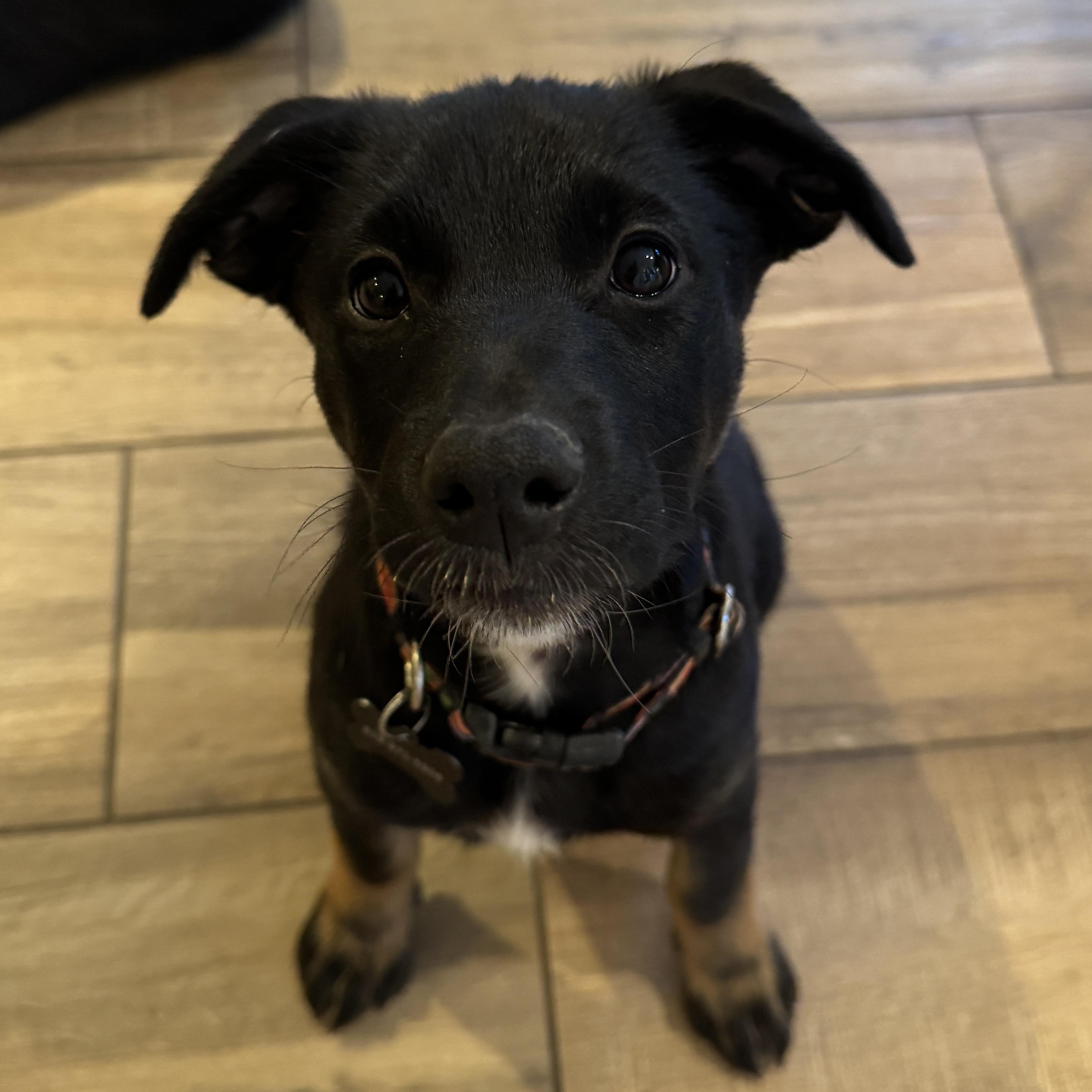 Enlarge Endo, a Adoptable mixed breed in San Diego, CA image 3/6