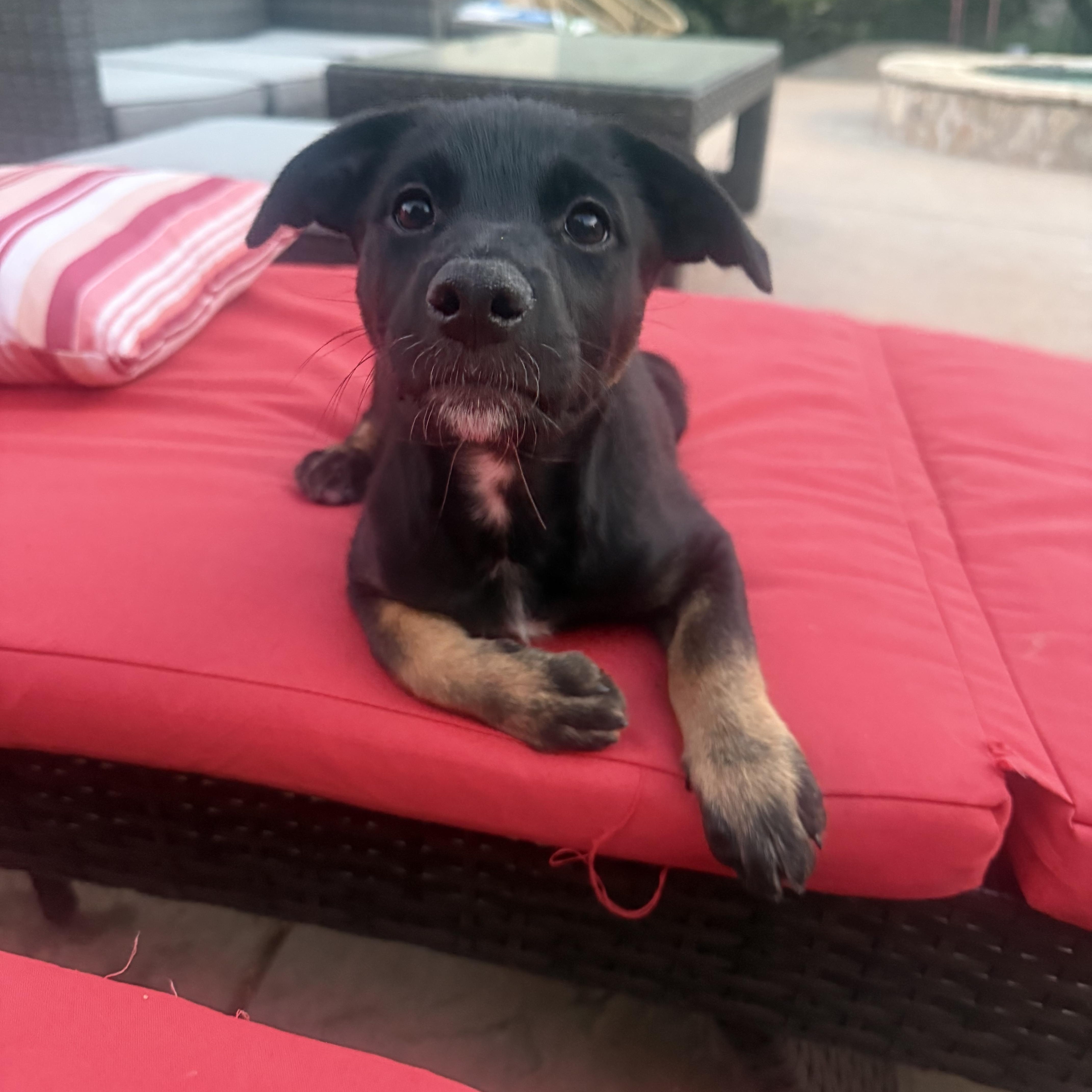 Enlarge Endo, a Adoptable mixed breed in San Diego, CA image 2/6