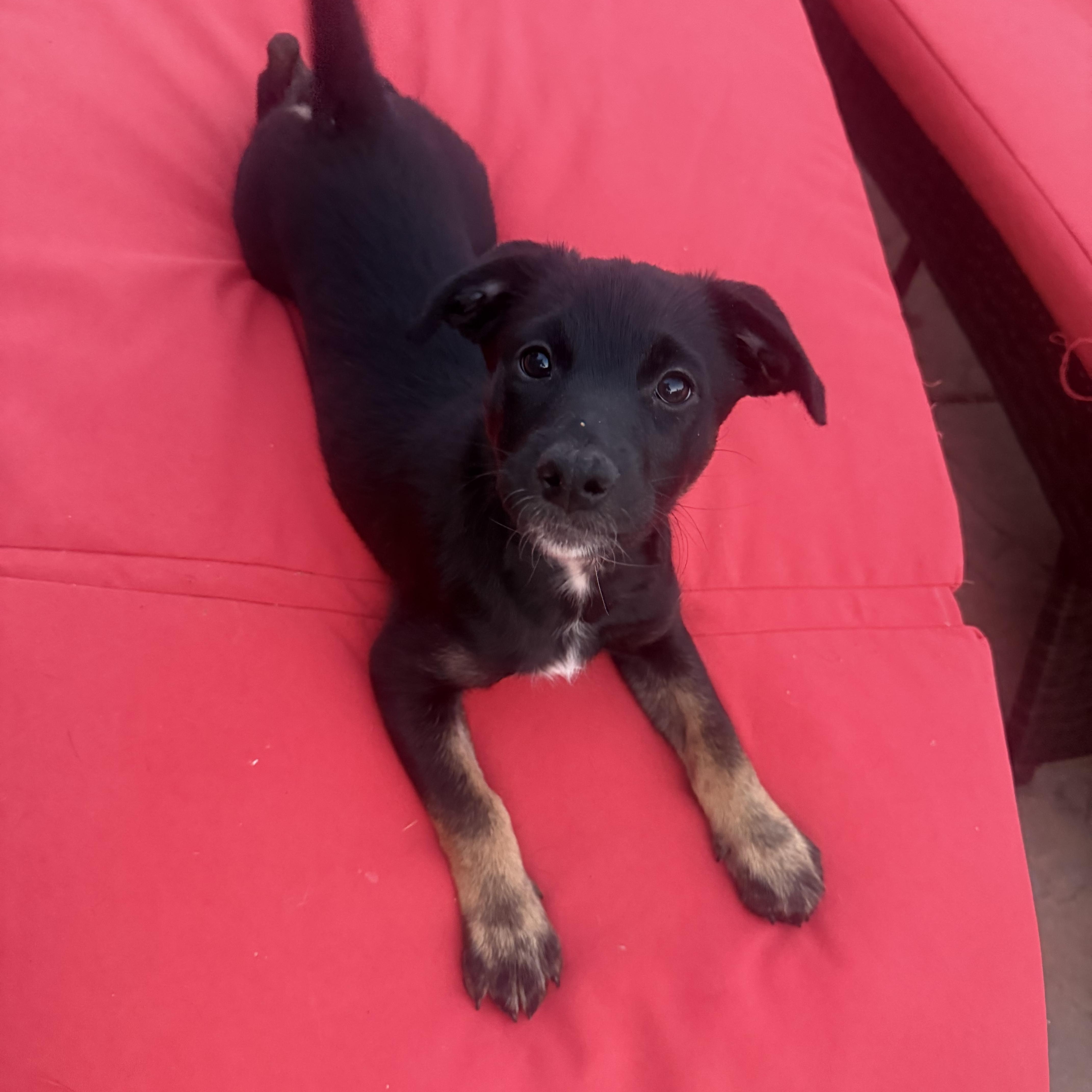 Enlarge Endo, a Adoptable mixed breed in San Diego, CA image 4/6