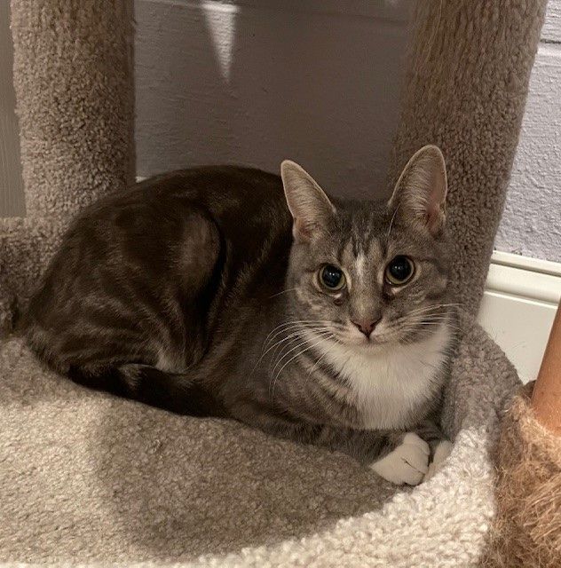 Lake (KL), a Adoptable Domestic Short Hair in Little Falls, NJ image 1/5