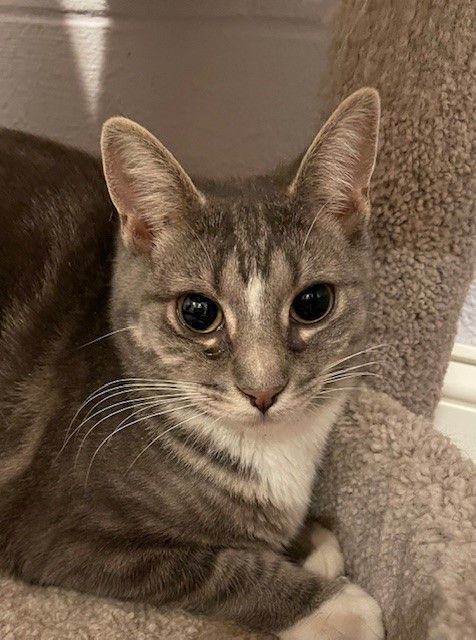 Lake (KL), a Adoptable Domestic Short Hair in Little Falls, NJ image 2/5