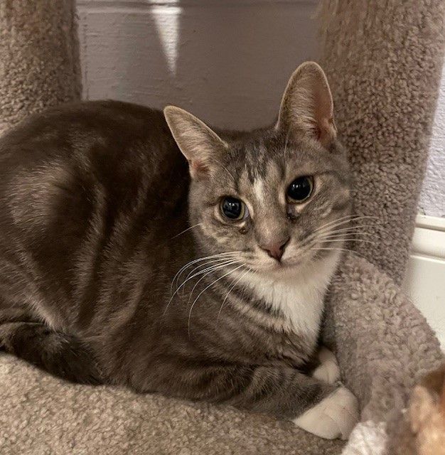 Lake (KL), a Adoptable Domestic Short Hair in Little Falls, NJ image 3/5