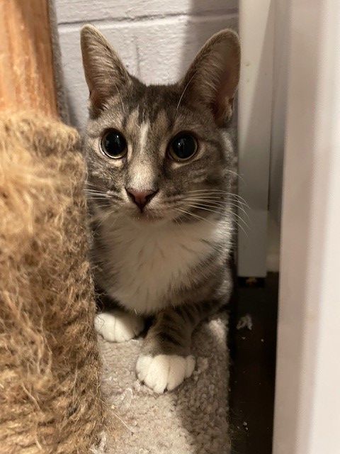 Lake (KL), a Adoptable Domestic Short Hair in Little Falls, NJ image 4/5