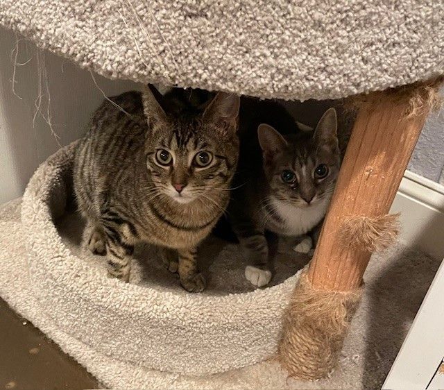 Lake (KL), Adoptable, Young Female Domestic Short Hair.