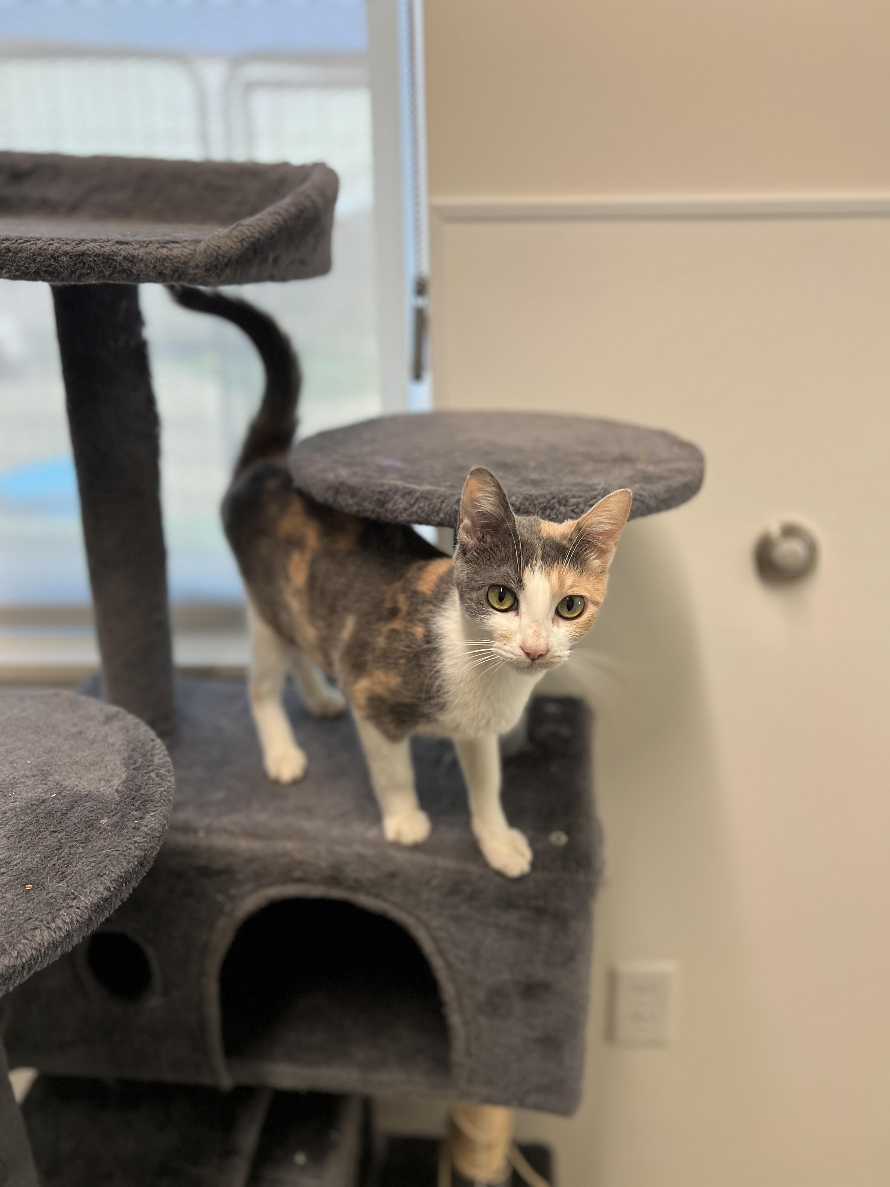 Jade, an adopted Domestic Short Hair in Waldport, OR image 2/2
