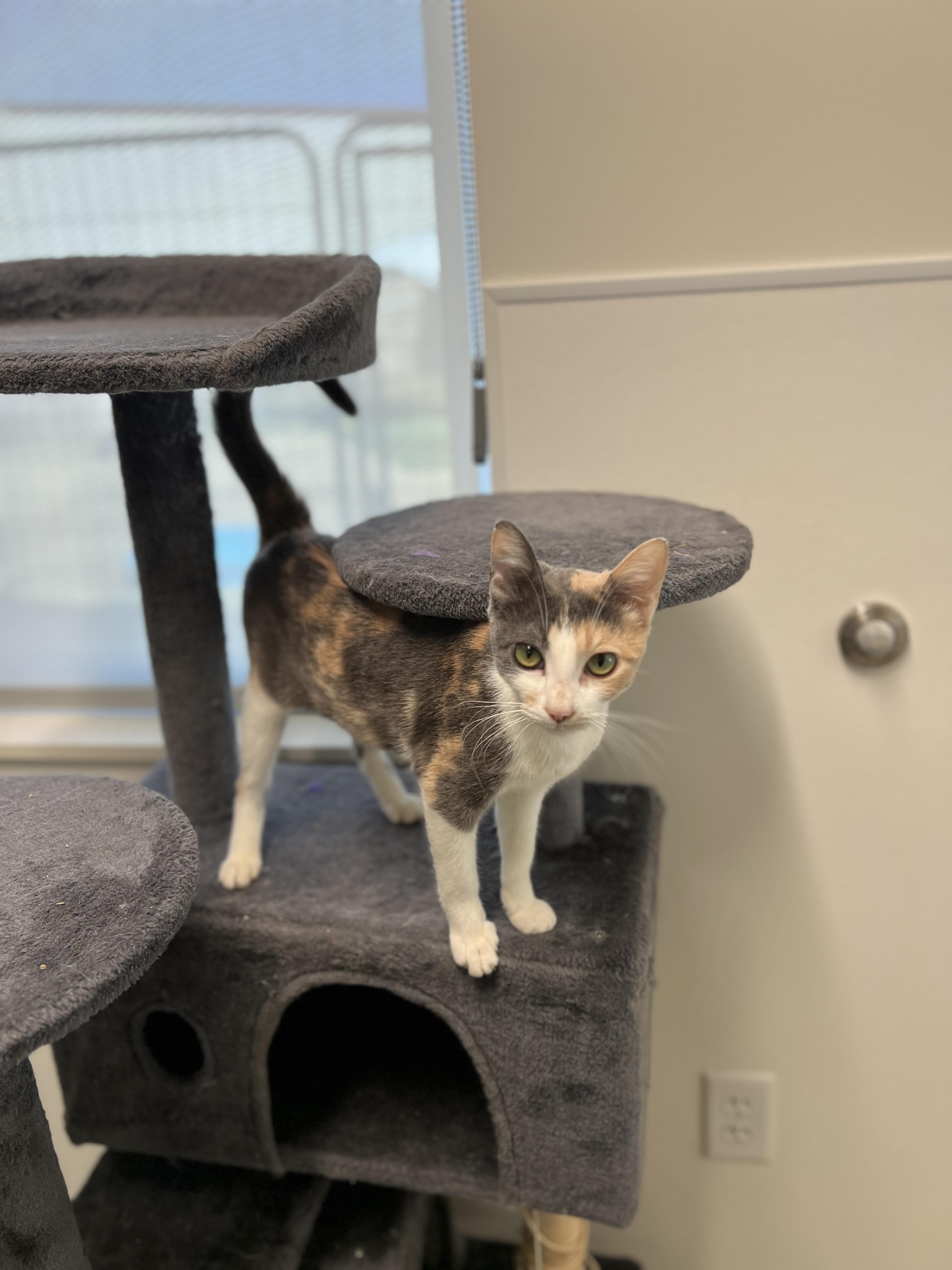 Jade, adopted, Young Female Domestic Short Hair.