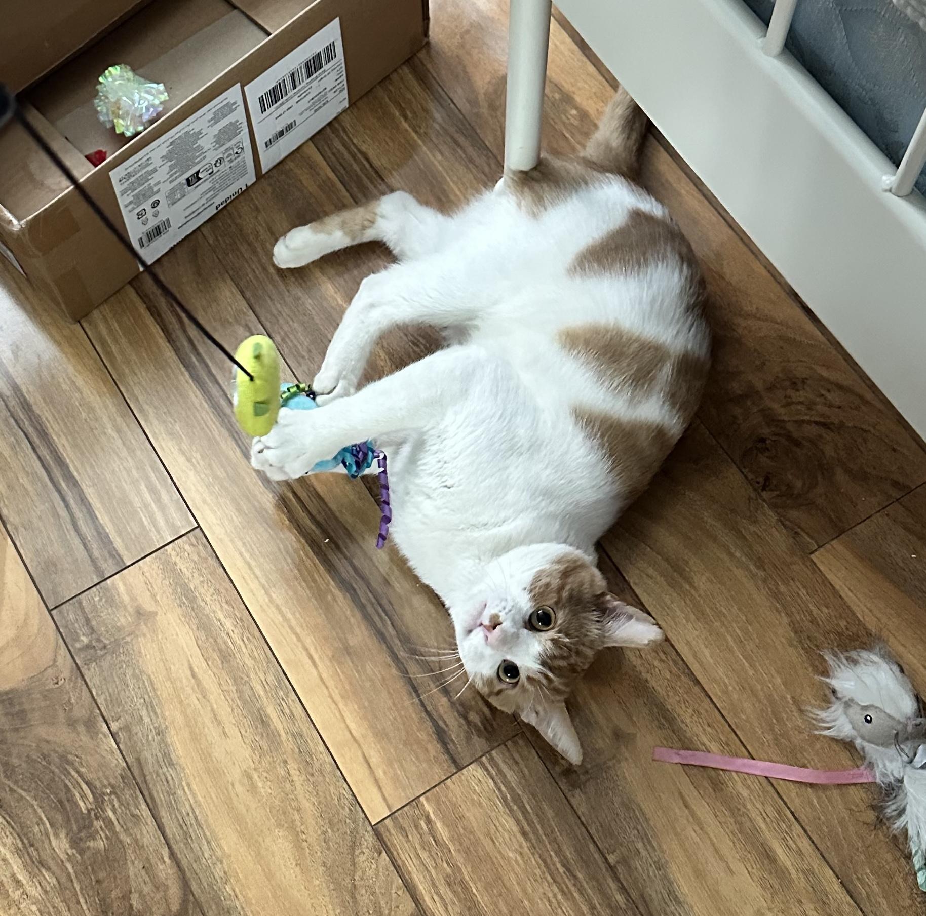 Enlarge Billy, a Adoptable Domestic Short Hair in Leesburg, VA image 1/4