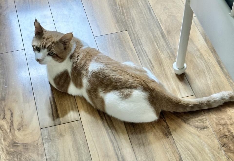 Enlarge Billy, a Adoptable Domestic Short Hair in Leesburg, VA image 3/4