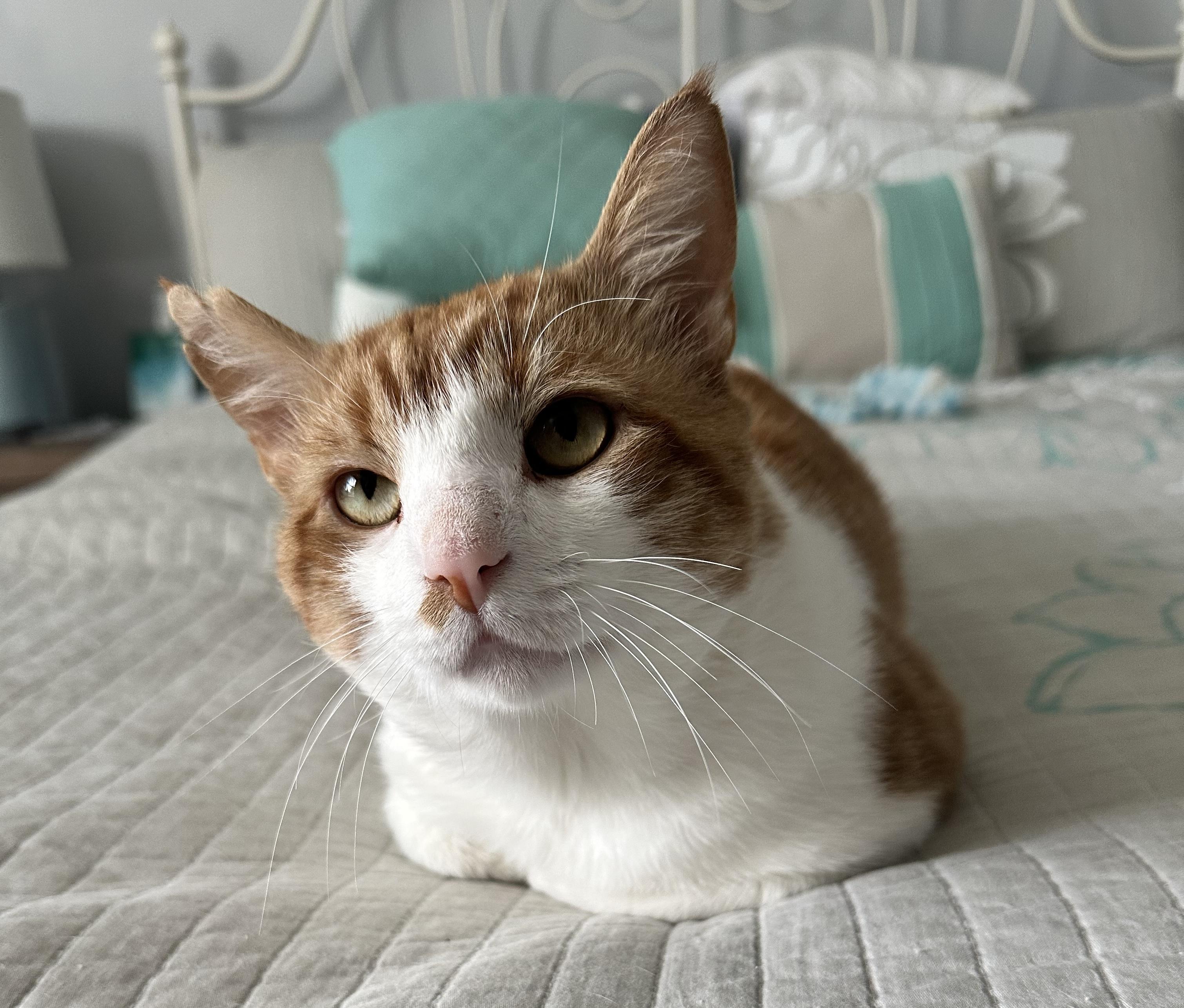 Enlarge Billy, a Adoptable Domestic Short Hair in Leesburg, VA image 4/4