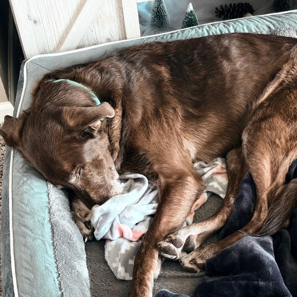 Henry 2202, Adoptable, Senior Male Chocolate Labrador Retriever & Irish Wolfhound.