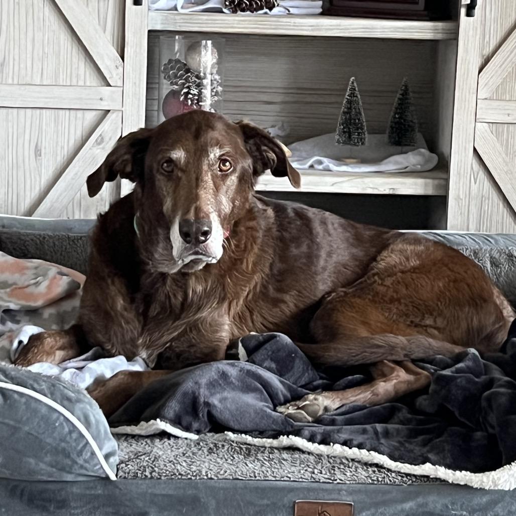 Henry 2202, Adoptable, Senior Male Chocolate Labrador Retriever & Irish Wolfhound.