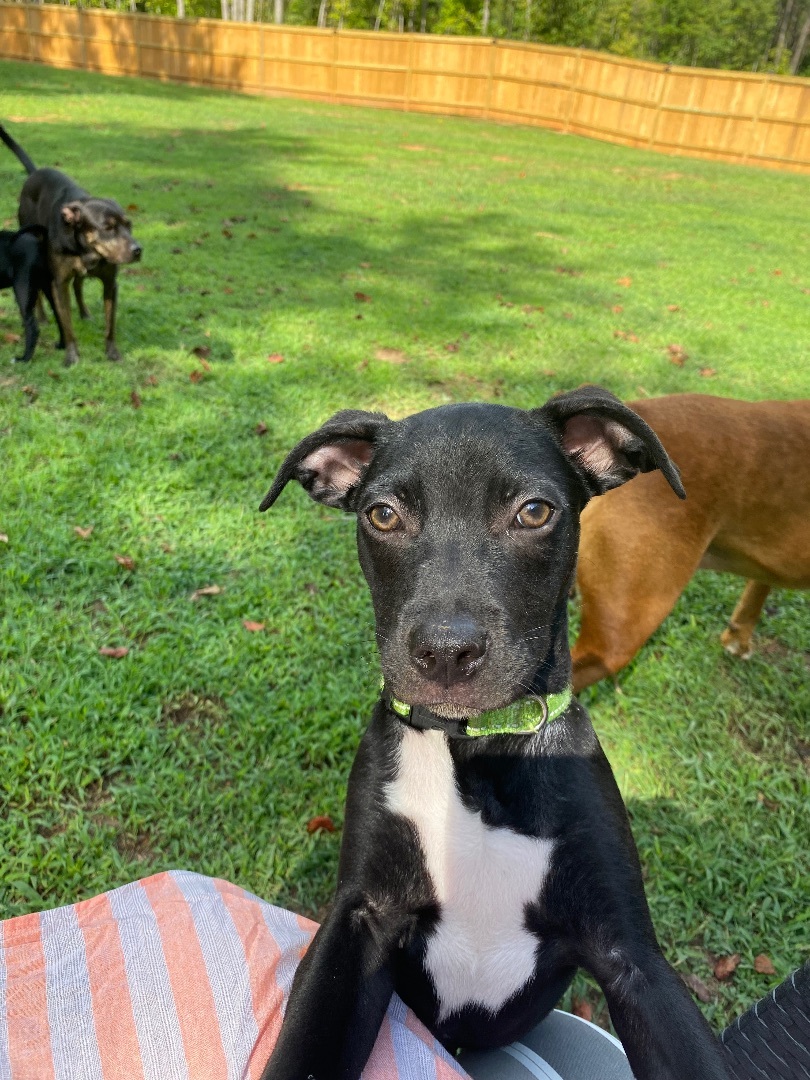 Gizmo, Adopted, Puppy Male Labrador Retriever.