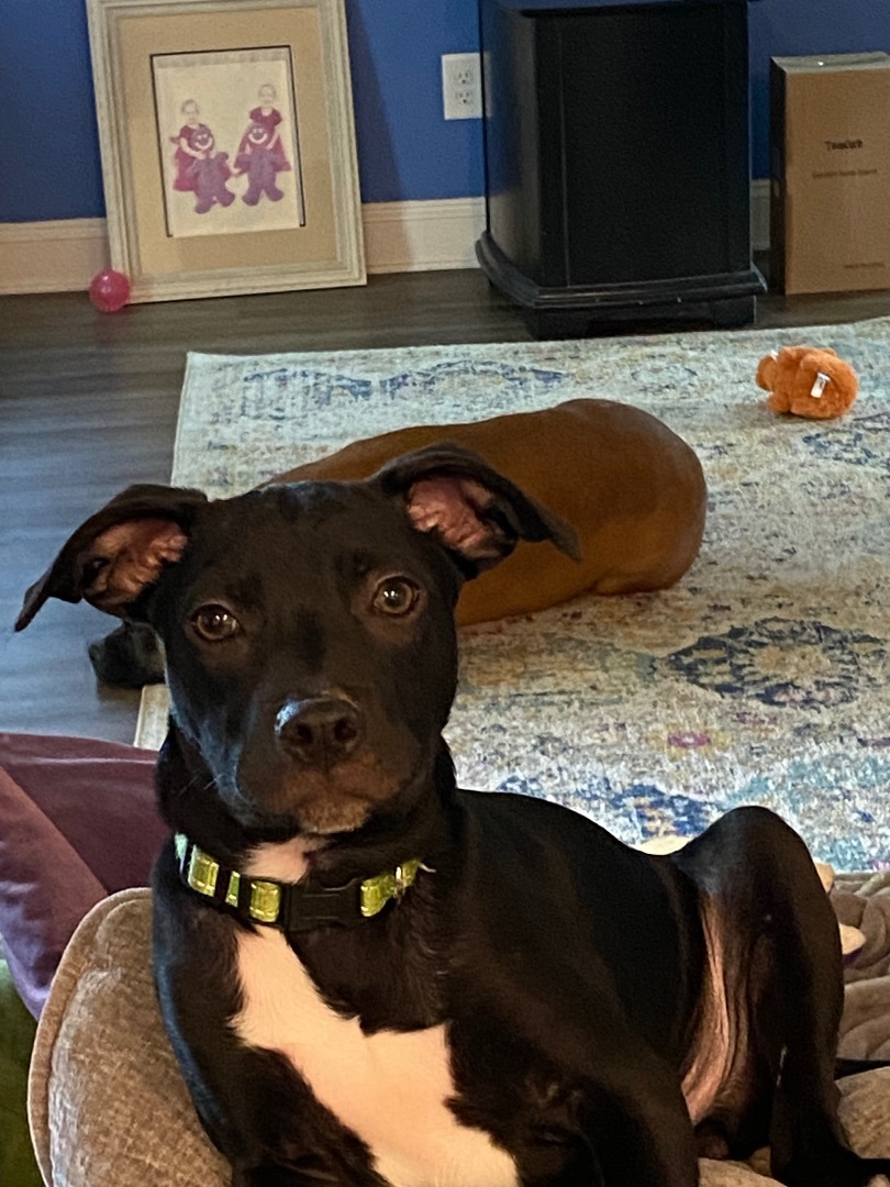 Gizmo, a Adopted mixed breed in Benson, NC image 2/3