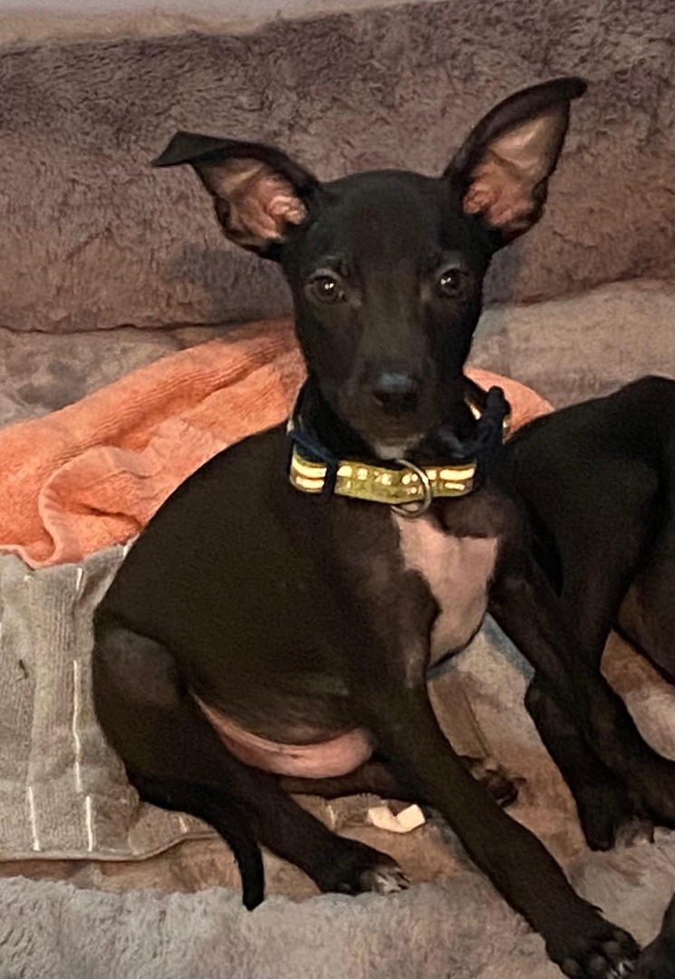 Gizmo, a Adopted mixed breed in Benson, NC image 3/3