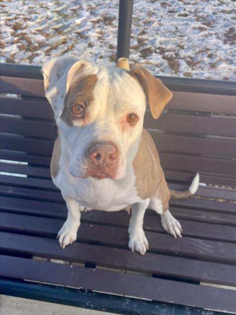 ORDELIA, Adoptable, Adult Female Boxer & Mixed Breed.