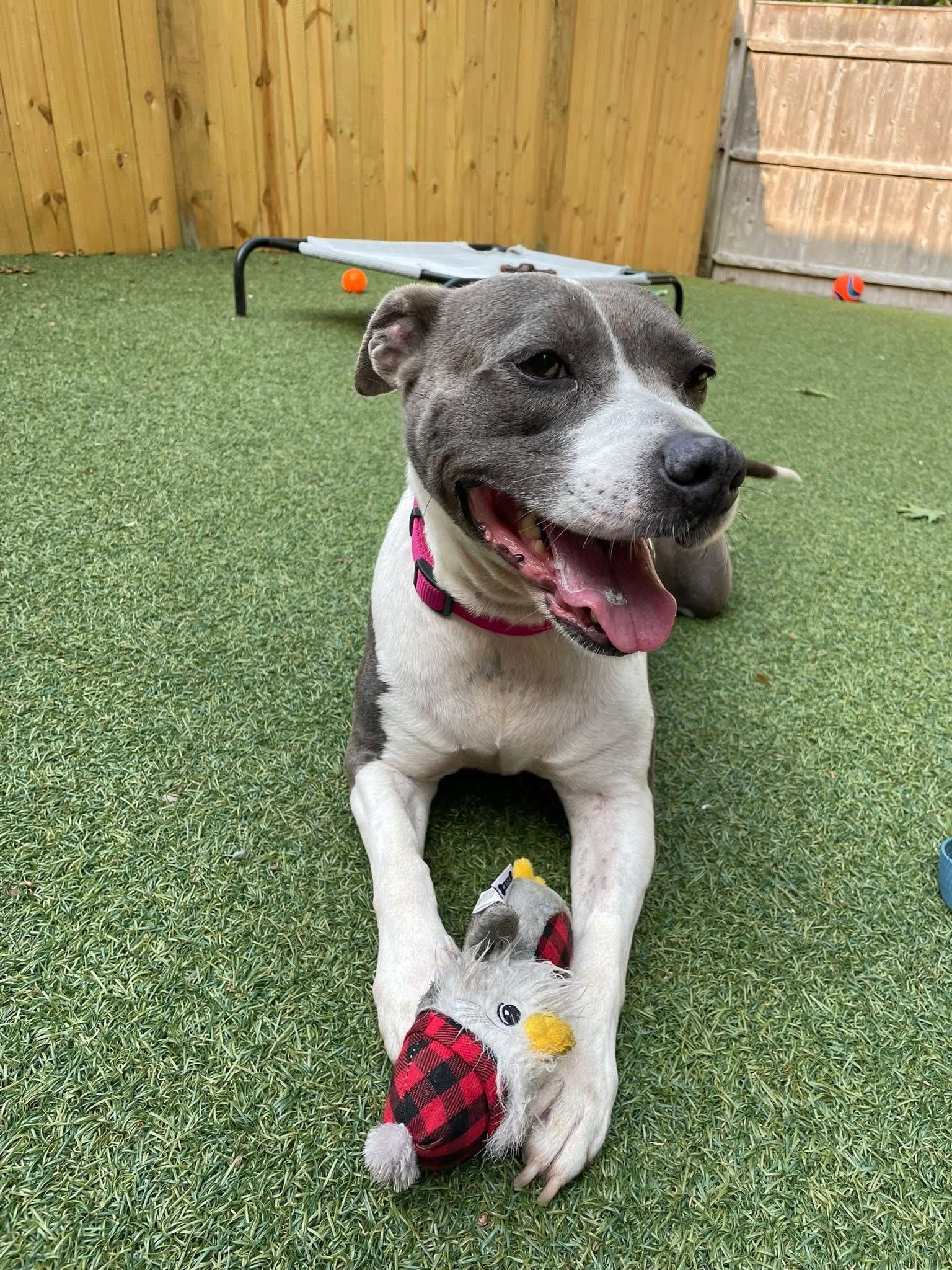 Annabelle, a Adoptable mixed breed in Pembroke, MA image 3/4