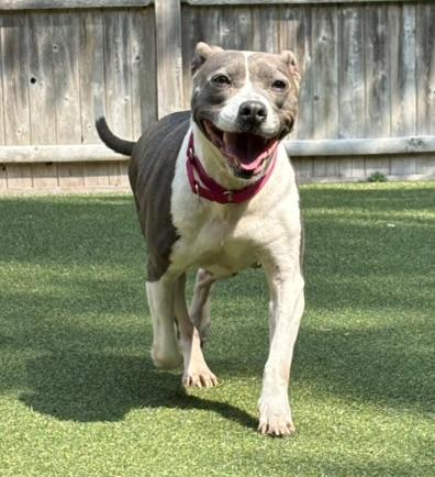 Annabelle, a Adoptable mixed breed in Pembroke, MA image 1/4