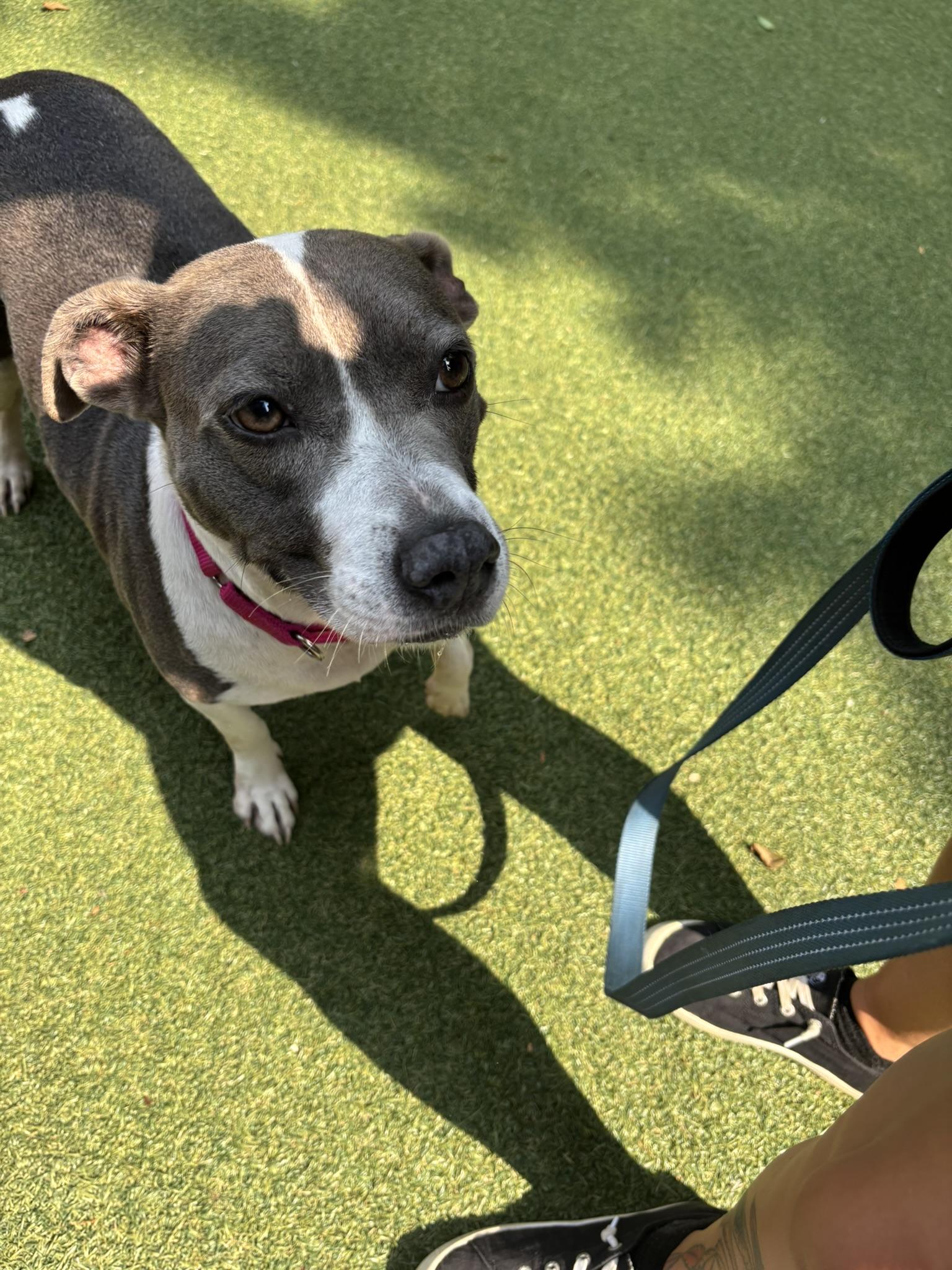 Annabelle, a Adoptable mixed breed in Pembroke, MA image 4/4
