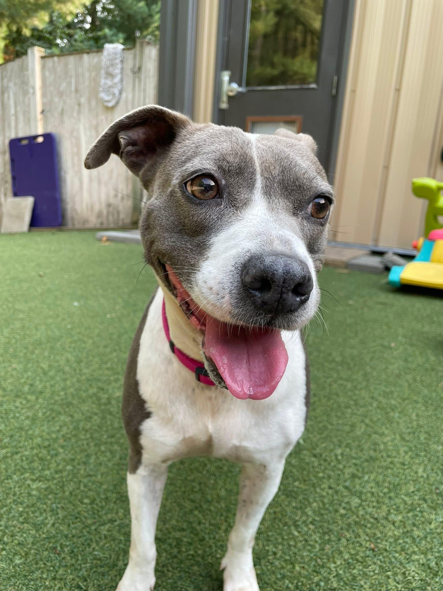 Annabelle, a Adoptable mixed breed in Pembroke, MA image 2/4