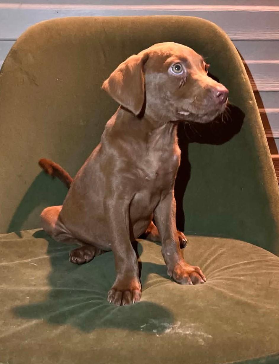 Enlarge Moonpie, a Adoptable mixed breed in Windsor, ON image 5/5