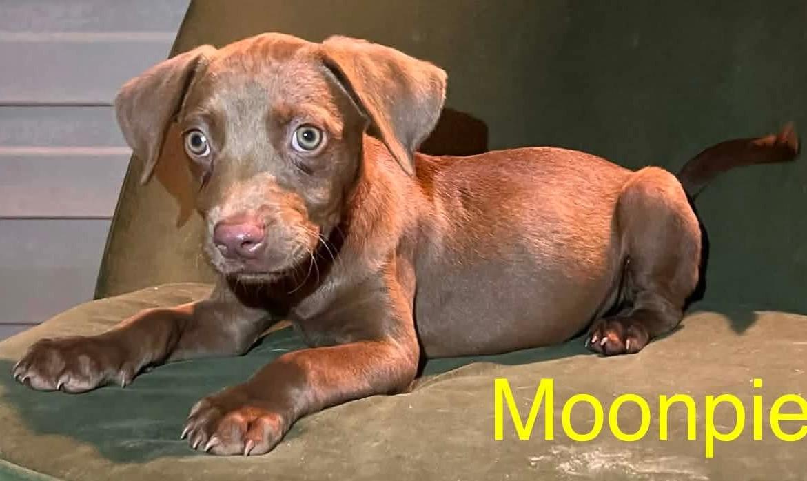 Enlarge Moonpie, a Adoptable mixed breed in Windsor, ON image 4/5