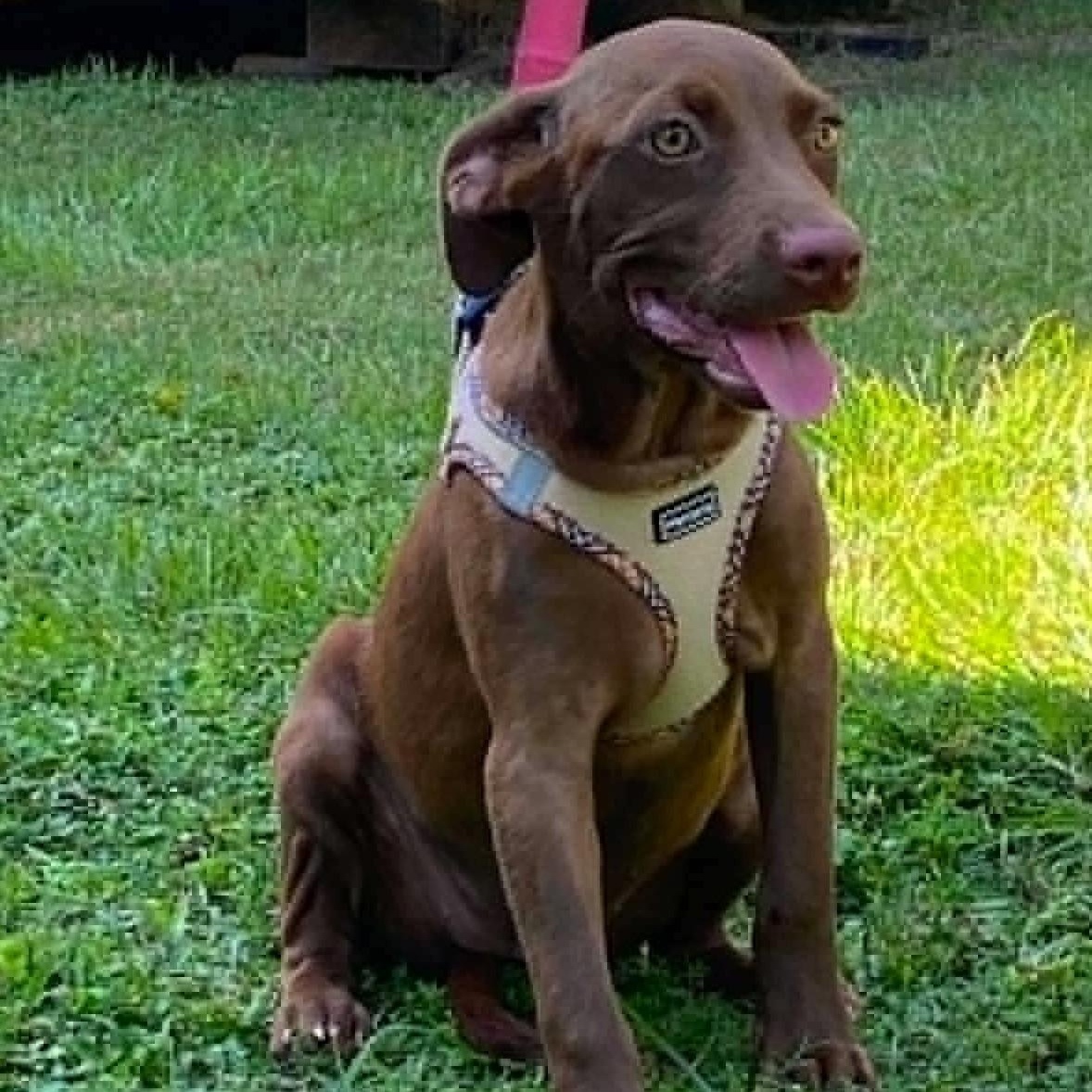 Moonpie, Adoptable, Puppy Female Chocolate Labrador Retriever & Labrador Retriever.