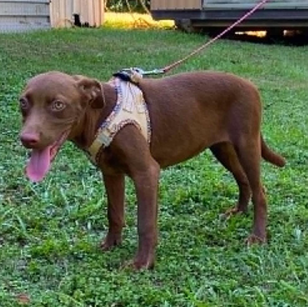 Enlarge Moonpie, a Adoptable mixed breed in Windsor, ON image 2/5